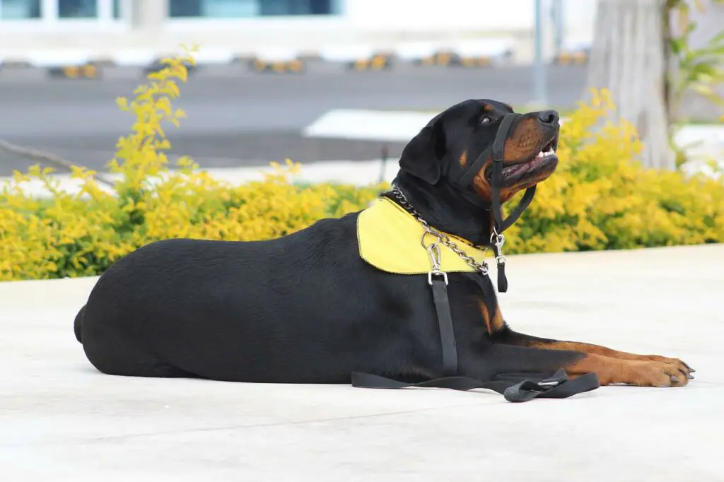 Aggressive Rottweiler