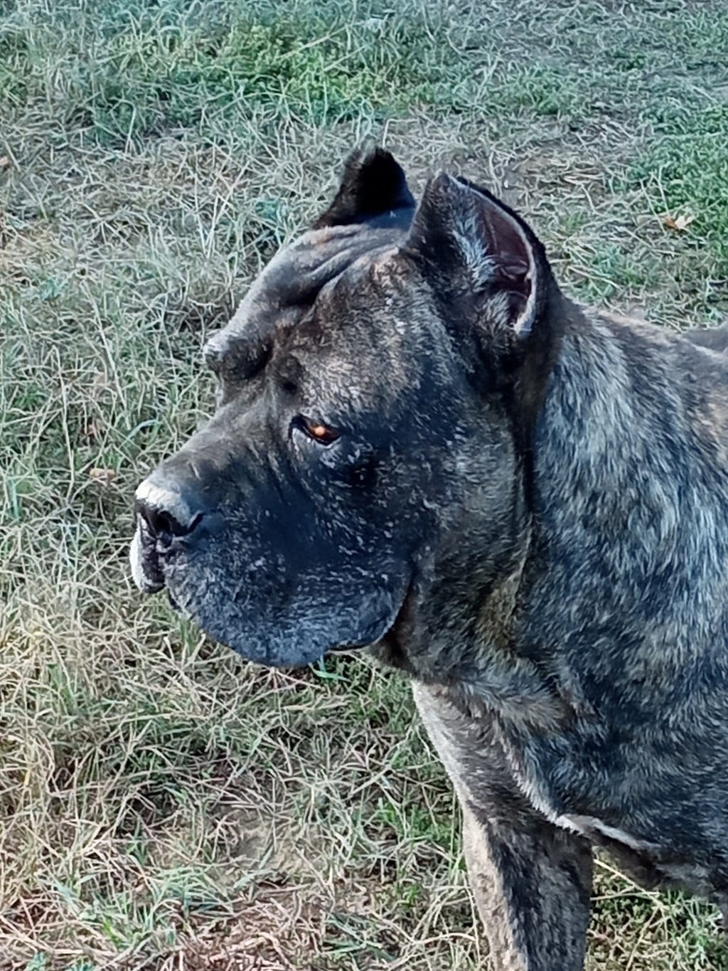 Blue Cane Corso 