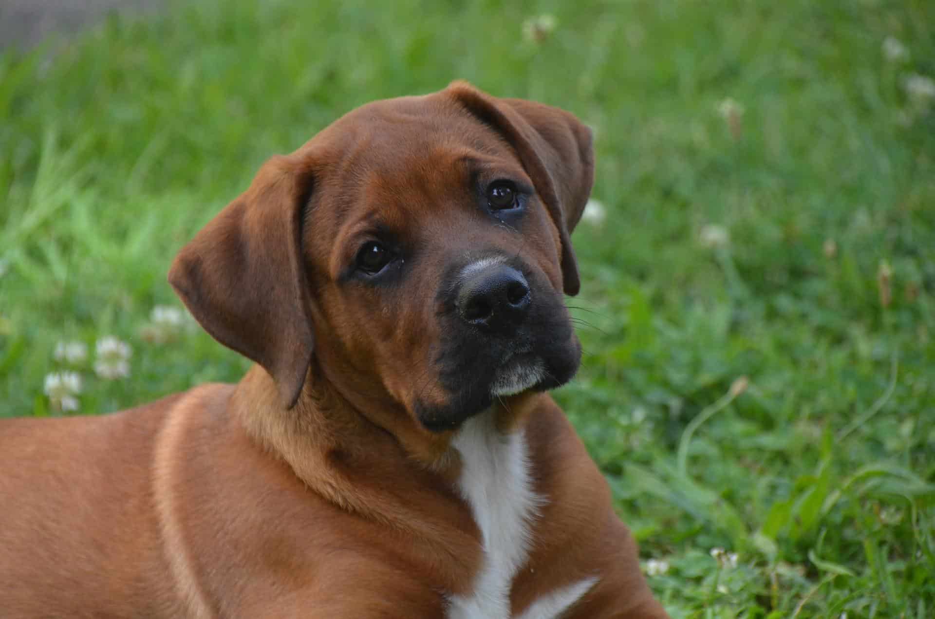 Boxer Mixes?