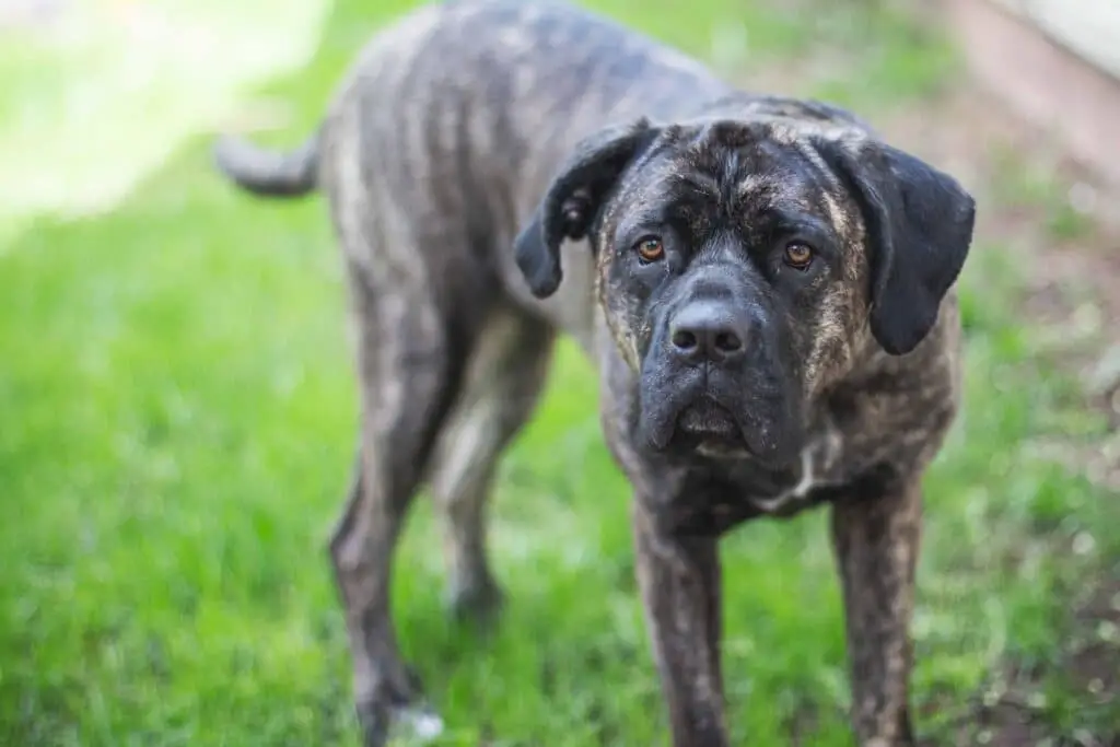 does cane corso need coats in cold weather