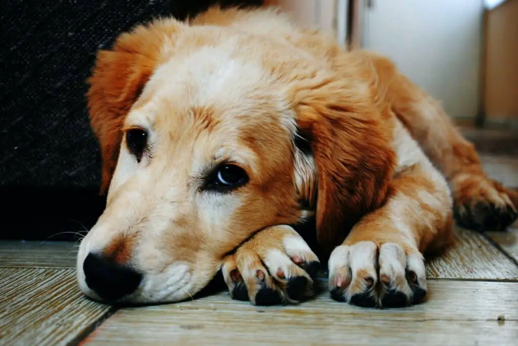 Can A Dog Get Sick From Eating Rabbit Poop