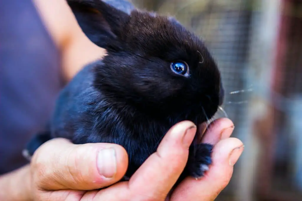 can eating rabbit poop make a dog sick