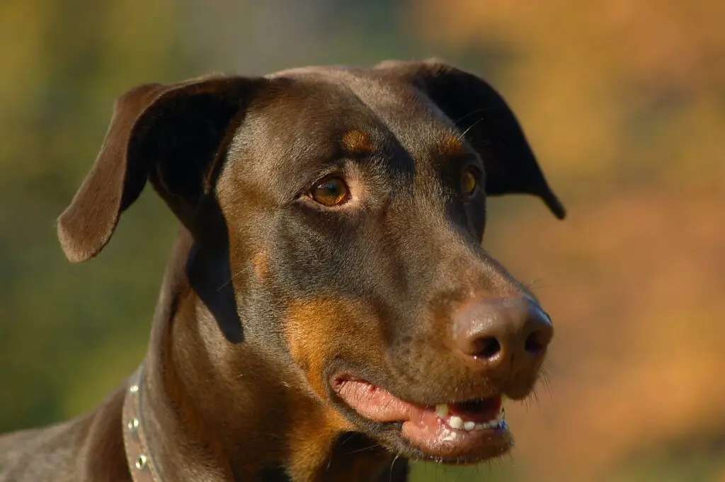 is pizza harmful to dogs