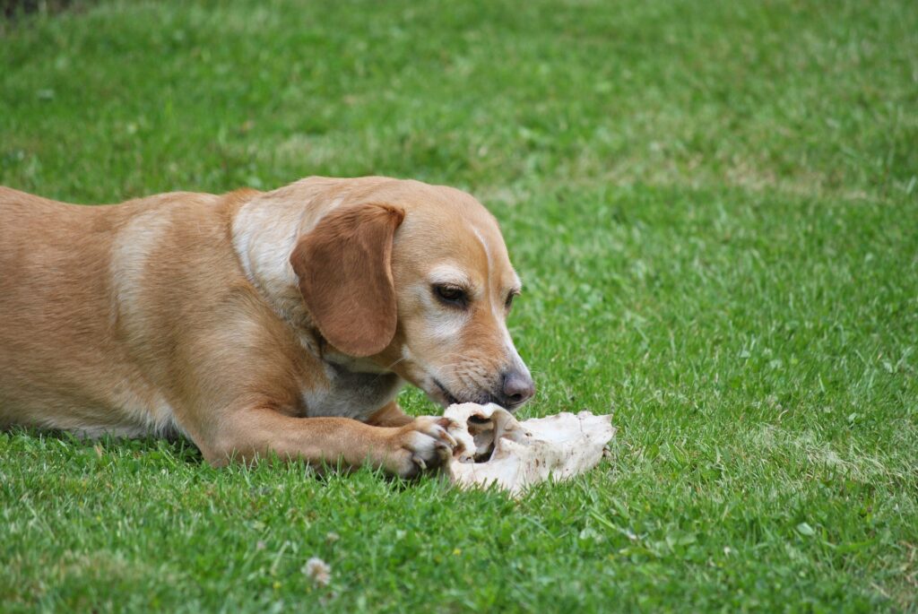 Can Dogs Eat Deer Bones Raw