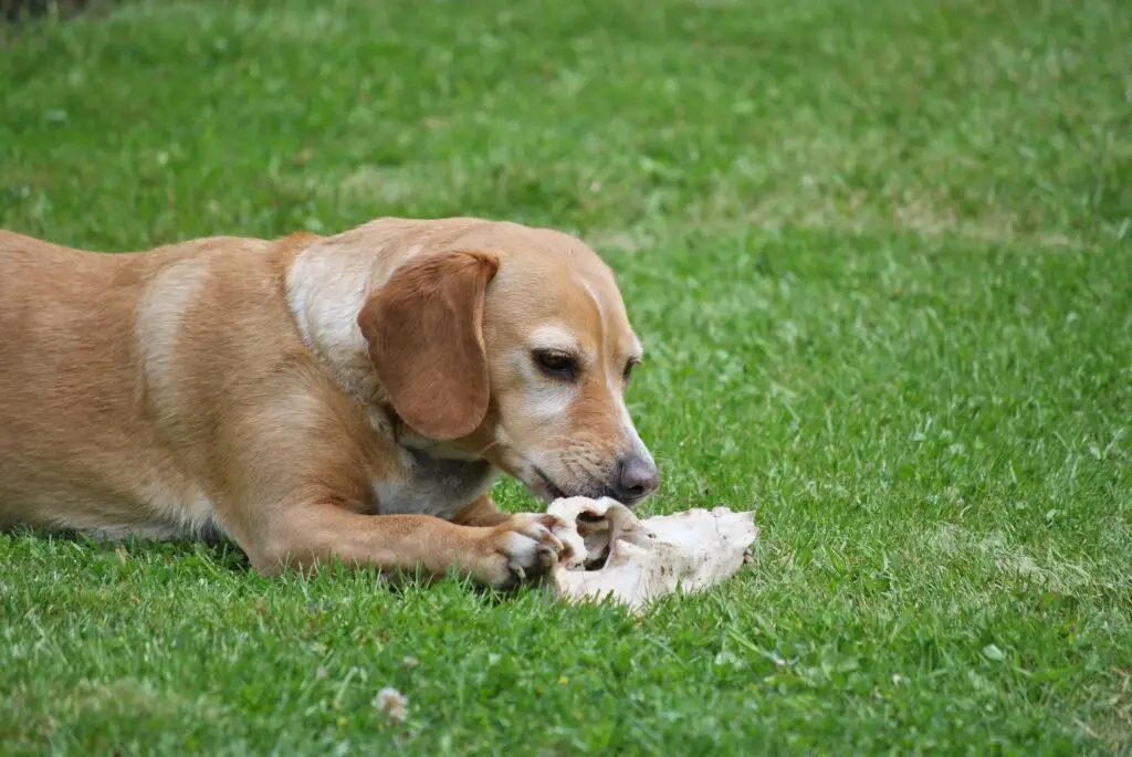 can dogs chew on deer bones