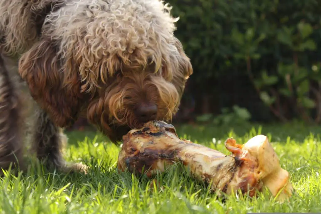 can dogs chew on deer bones