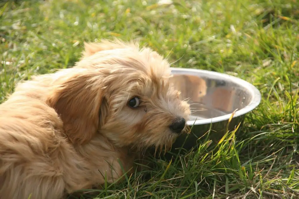 can dogs eat flax seeds