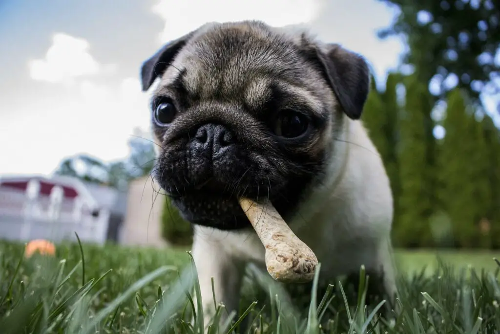 Can dogs eat raw lamb shanks?