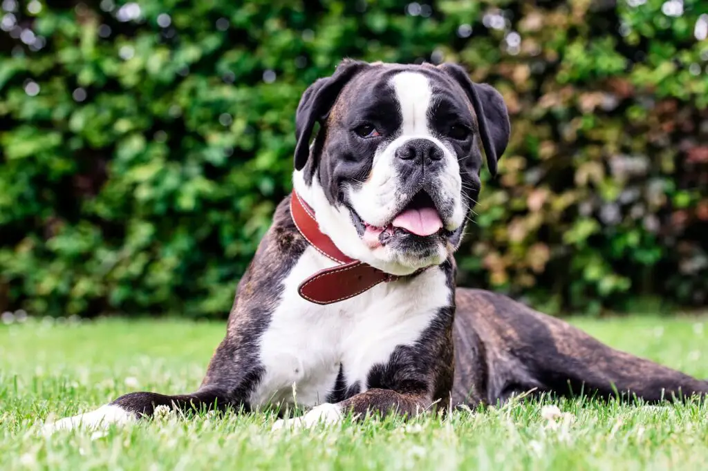 Can Dogs Eat Prime Rib Bones?