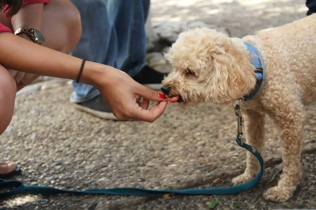 what happens if a dog eats vegetable oil