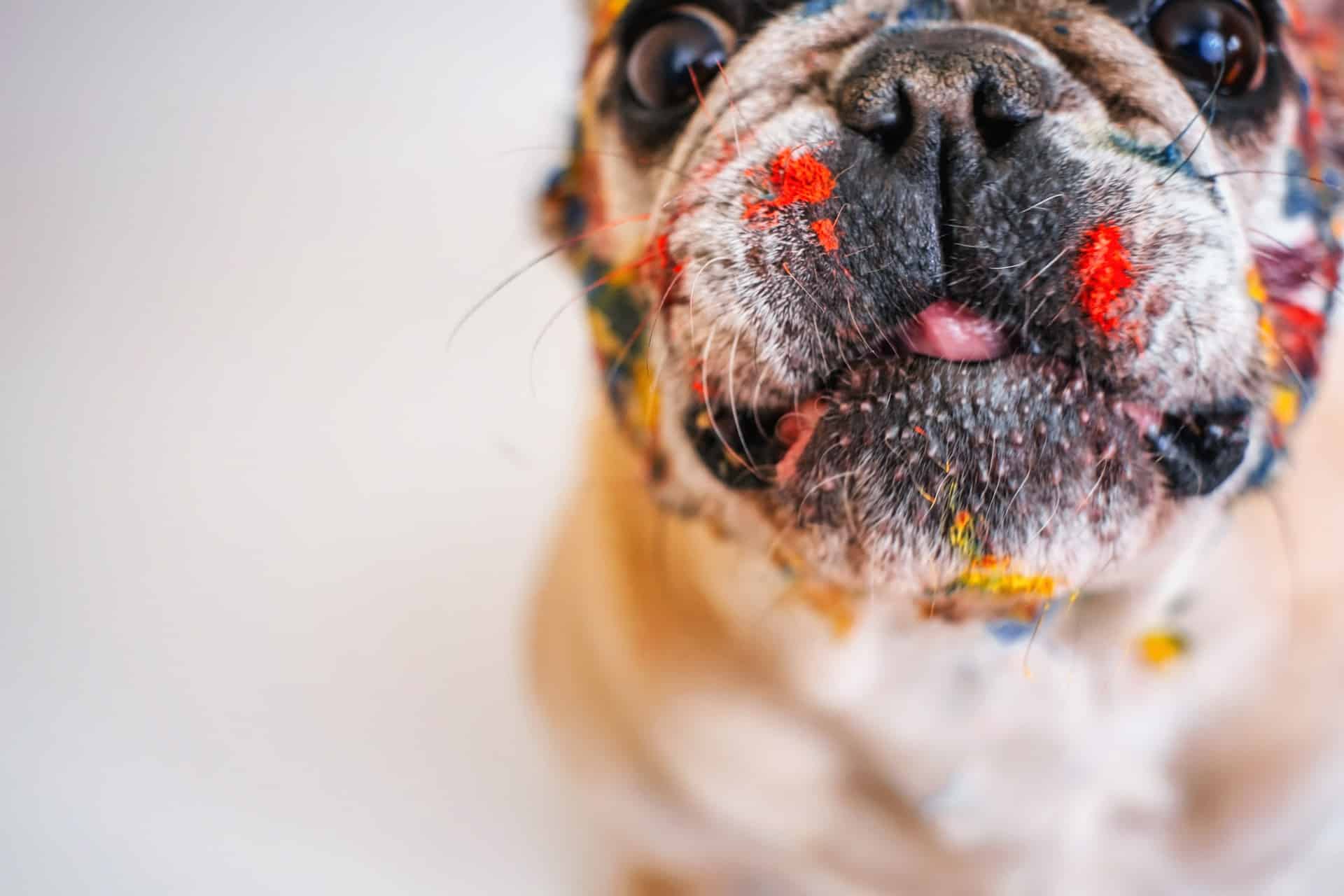 can-french-bulldogs-eat-chicken