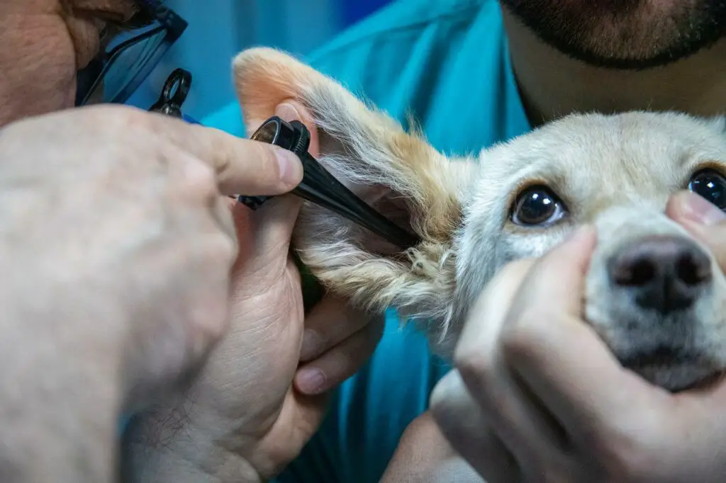 can neutered dogs still knot