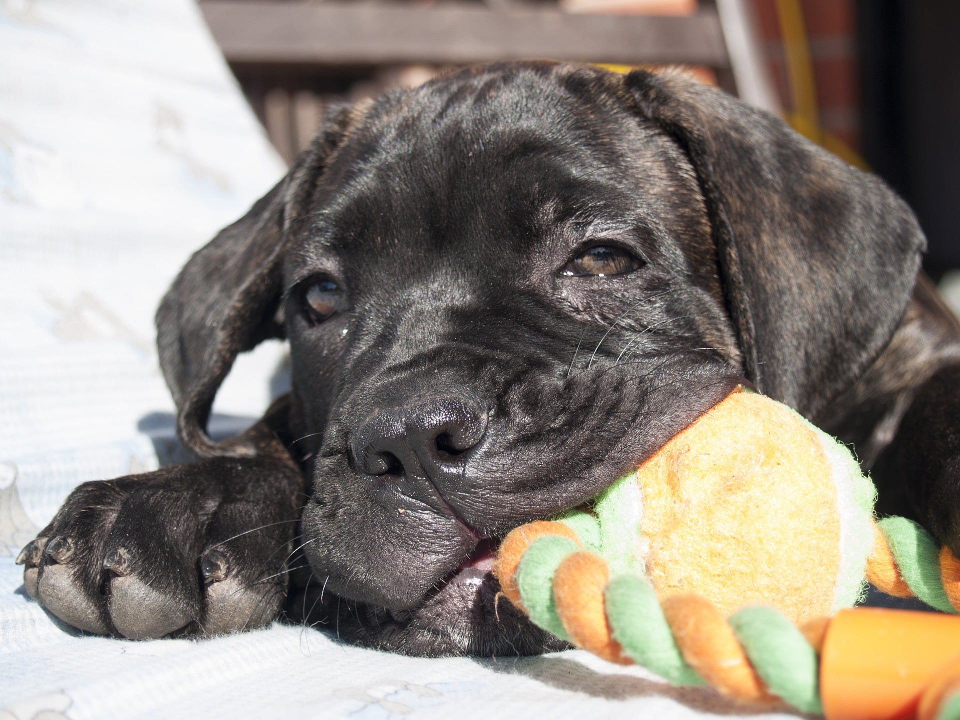 Cane Corso Colors?