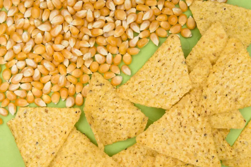 are corn tortillas safe for dogs to eat