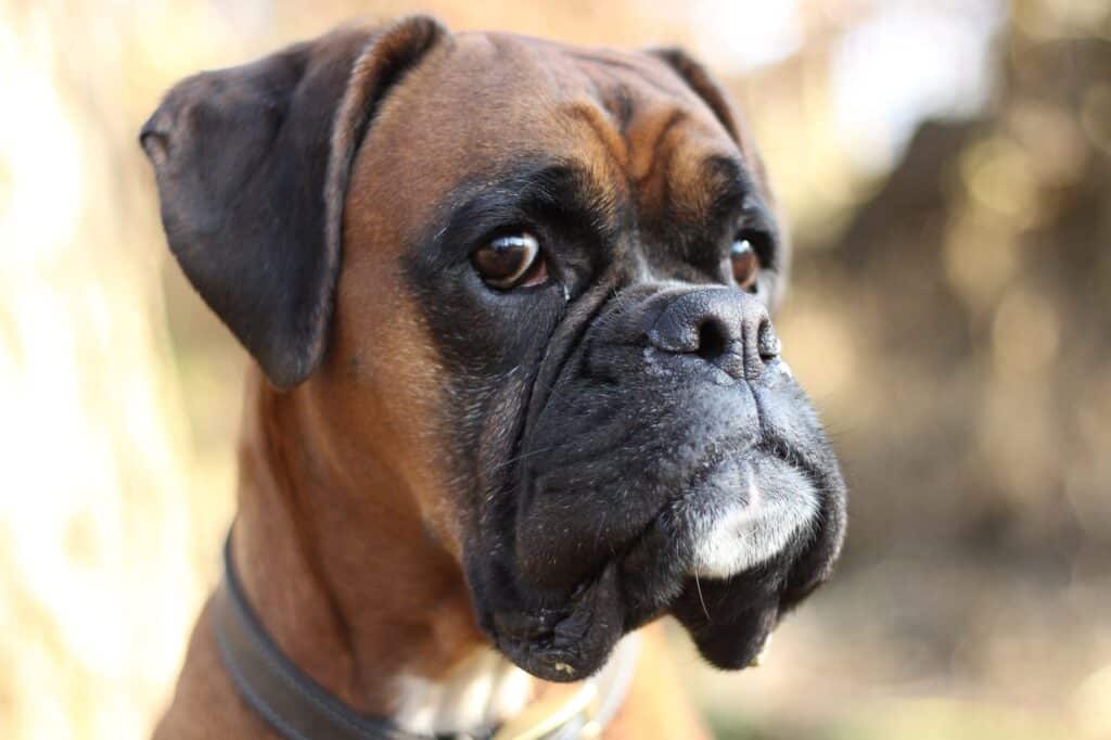 how to keep a boxer dog from shedding