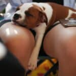 Do Dogs Get Period Cramps?