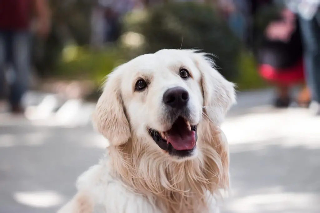 Do Dogs Recognize Their Names