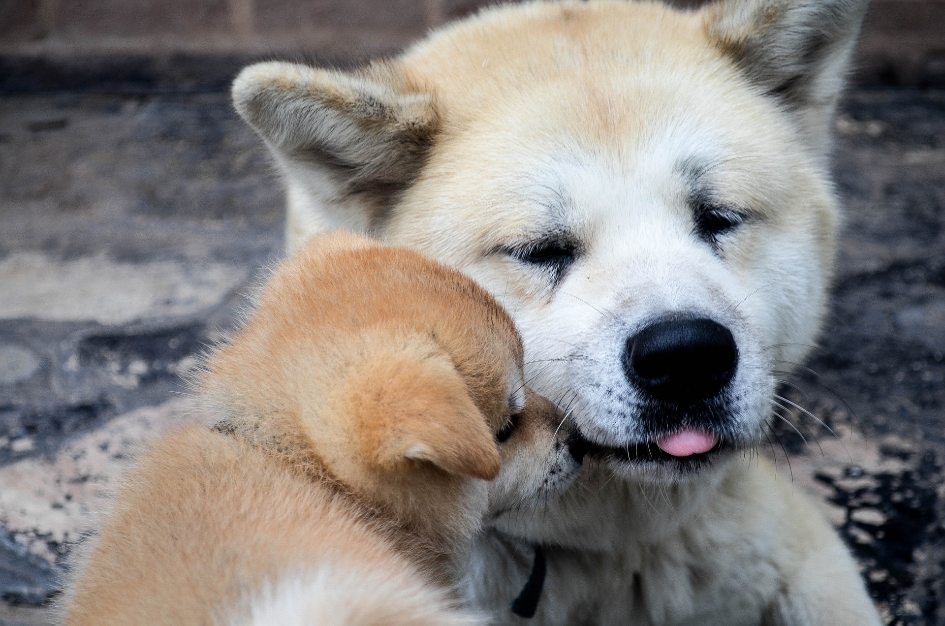 Do Dogs Smell When They Are Scared