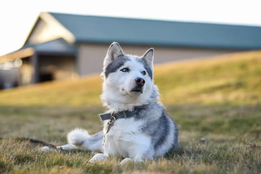 Do Dogs Smell When Dying