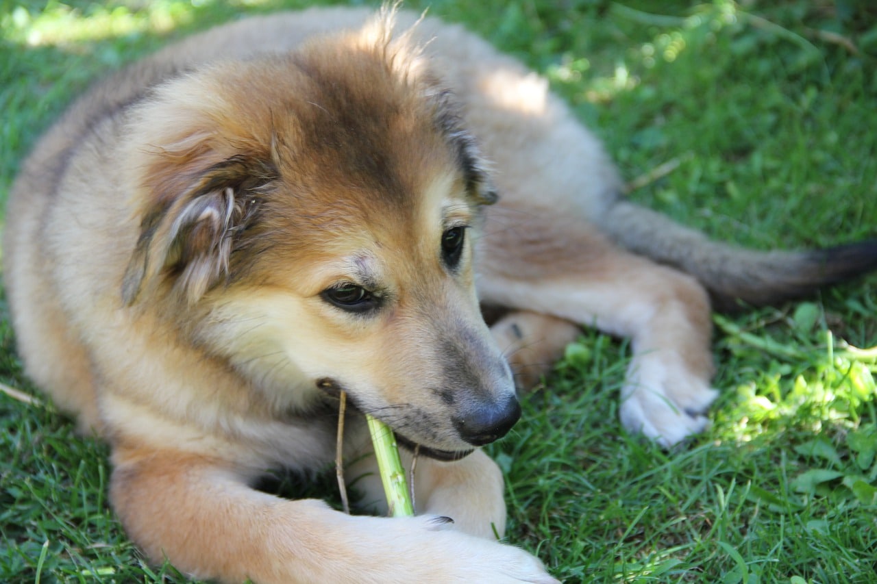 How Does Dog Food Taste To Dogs?
