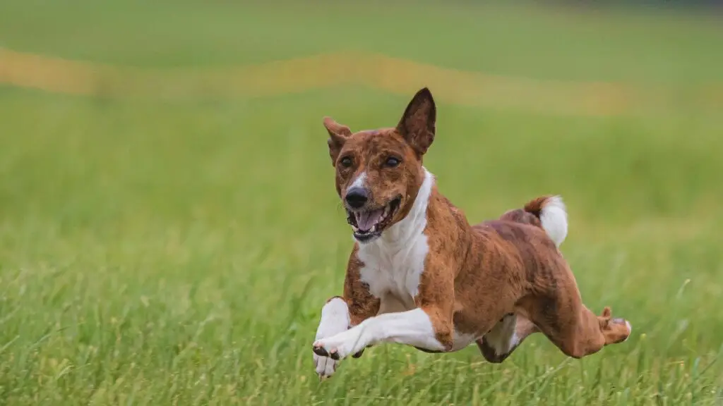 Dog Jump A 4 Ft Fence Or 5 Or 6 Ft