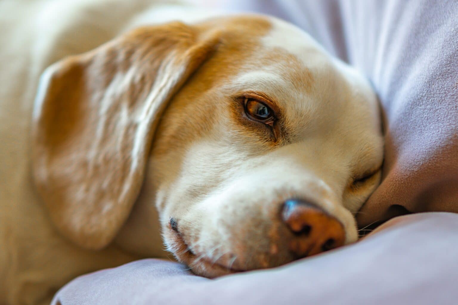 Why Does My Dog Lean Against Me When Sleeping