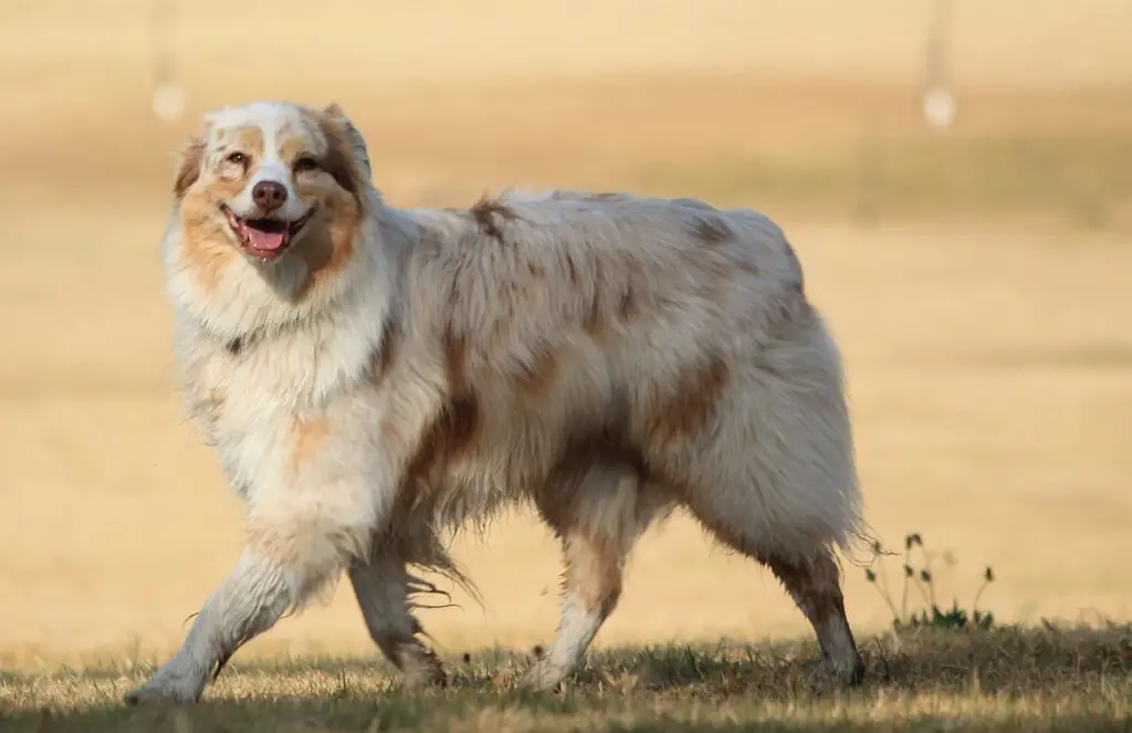 why would a dog poop in your bed