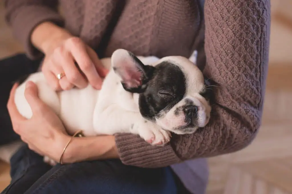 Dog sleeping