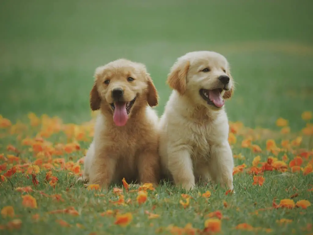 Dogs Eat Poppy Seed Muffins