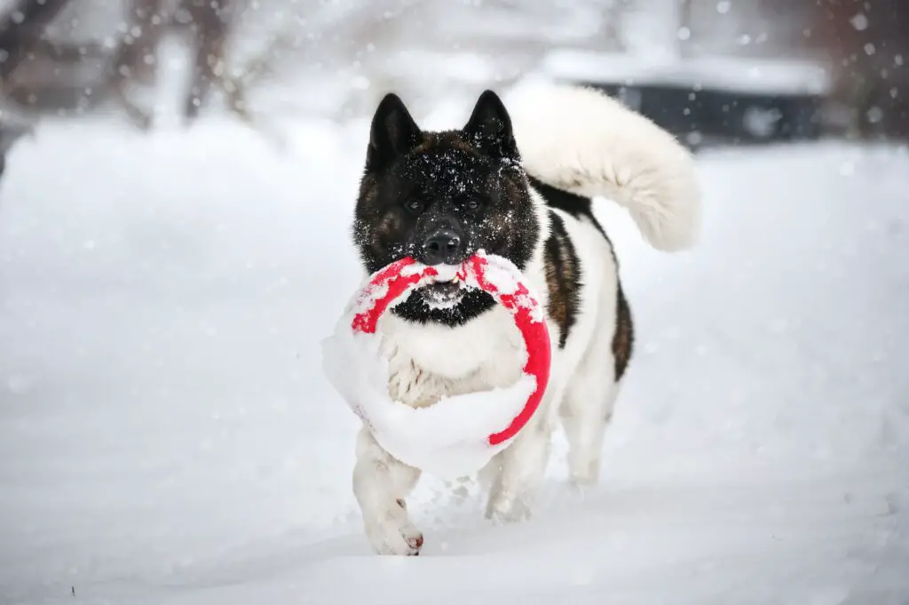 why do dogs enjoy fetch so much