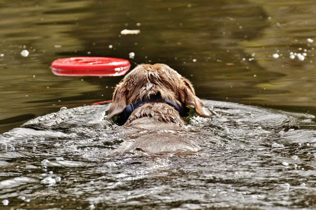 why do dogs like fetch