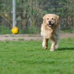 Why Do Dogs Like Playing Fetch?