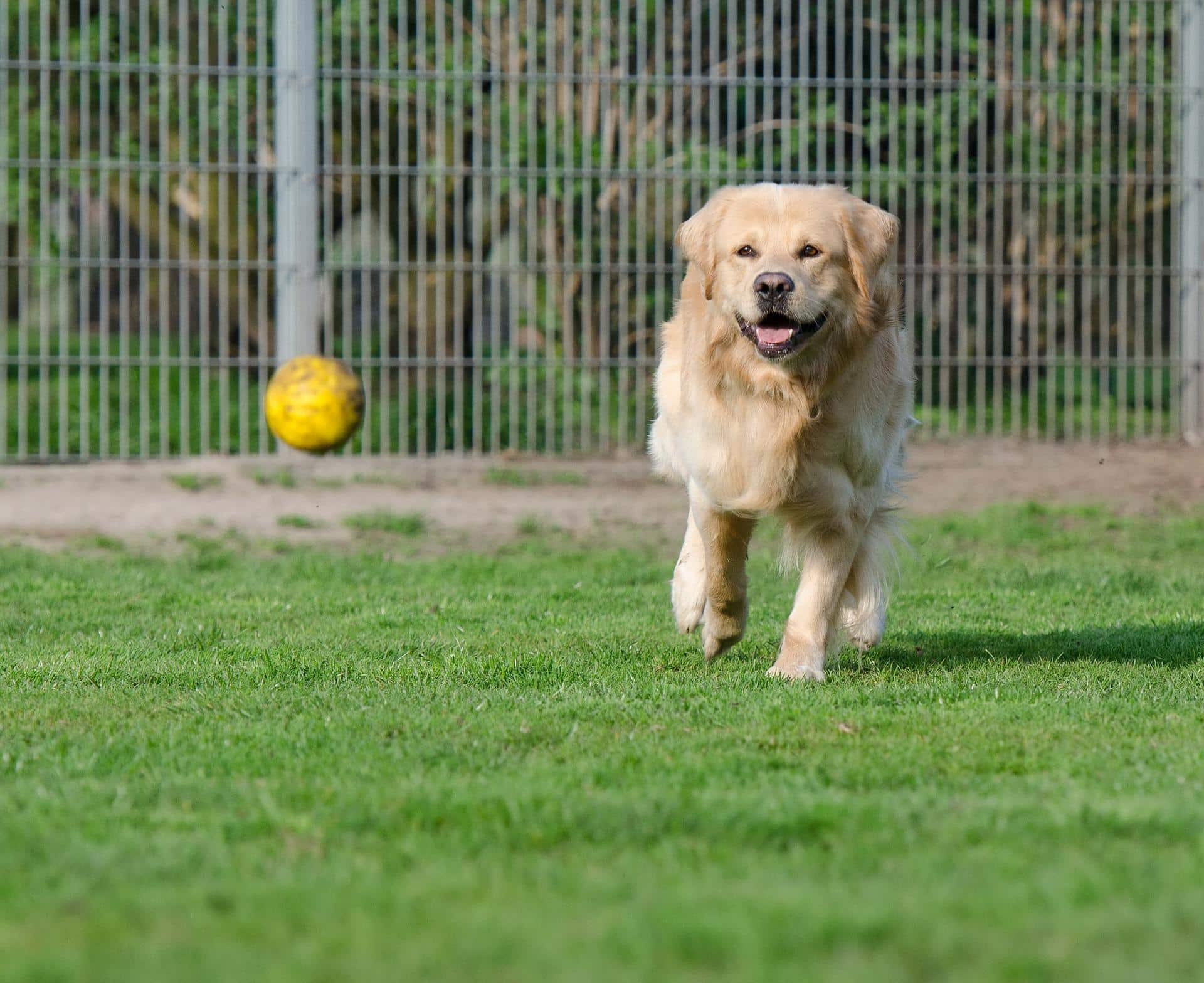 why do dogs like fetch