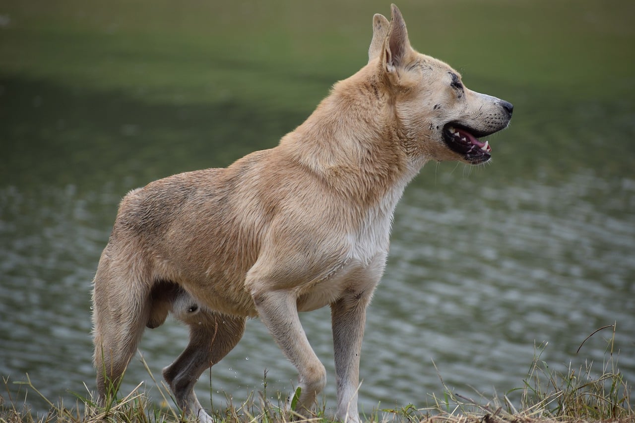 why-do-dogs-want-to-lick-your-cuts-scabs-or-wounds