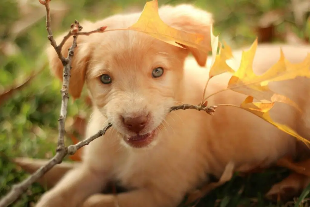 Golden-Retriever-BITE