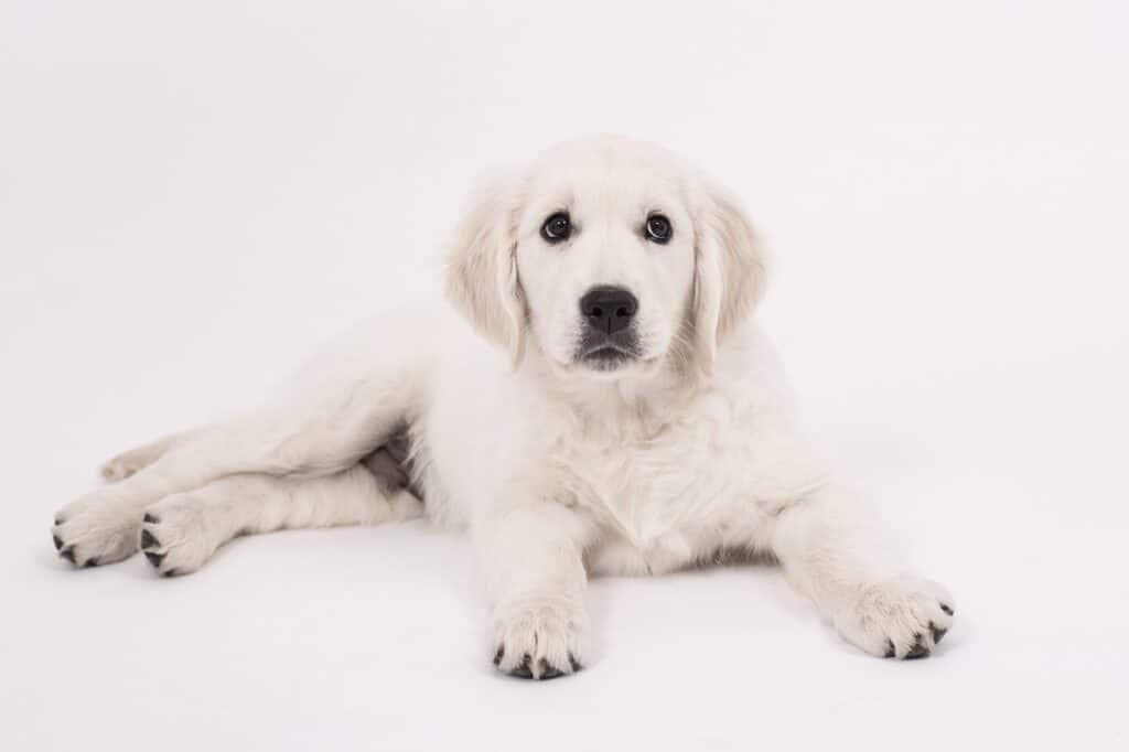 Golden Retrievers