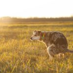 How Long Can Dogs Hold Their Poop?