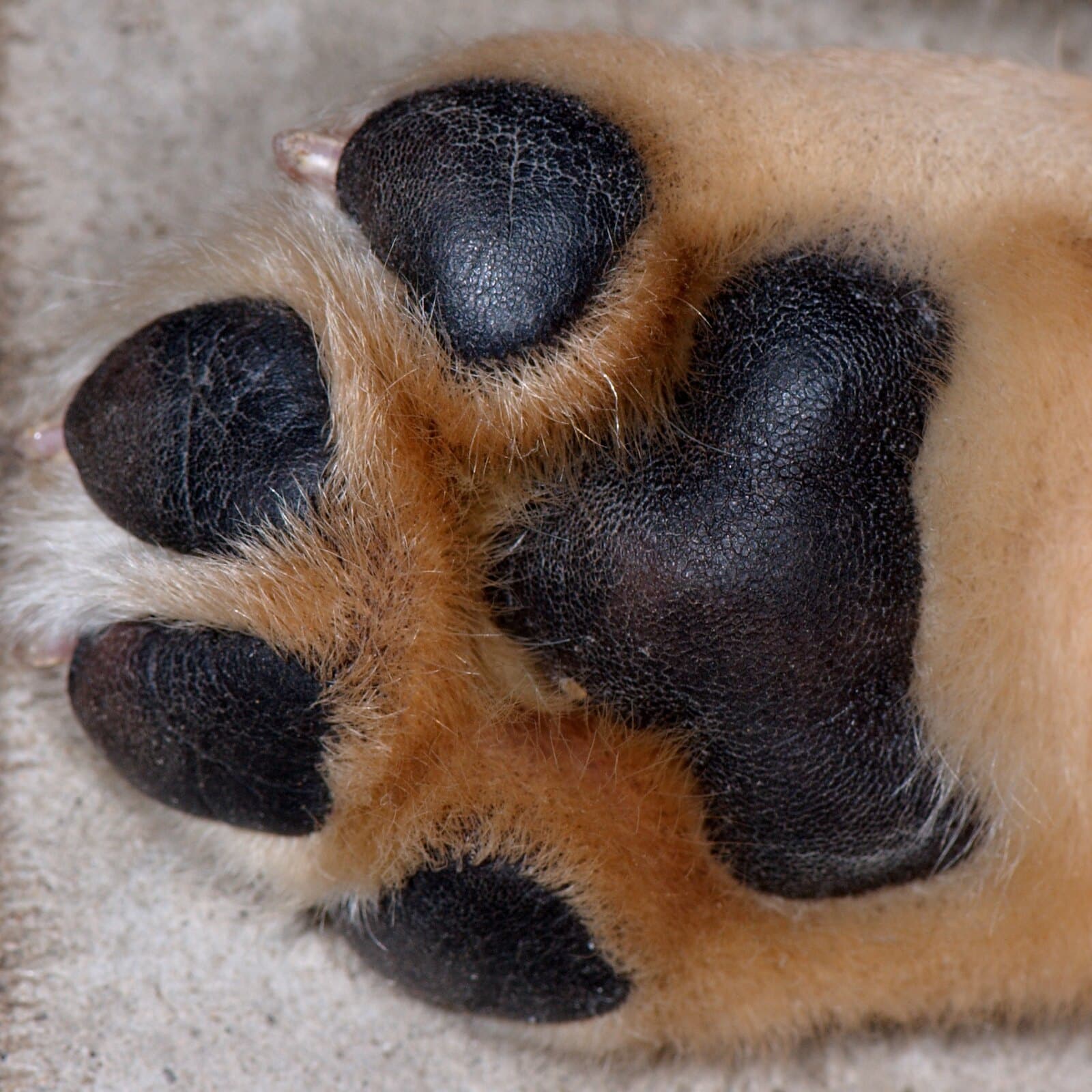 how long does it take for dog paws to heal