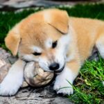 How Long Should A Dog Chew On A Bone Marrow Raw Rawhide?