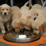 How Much Should A 3 Month Old Dog Eat ?
