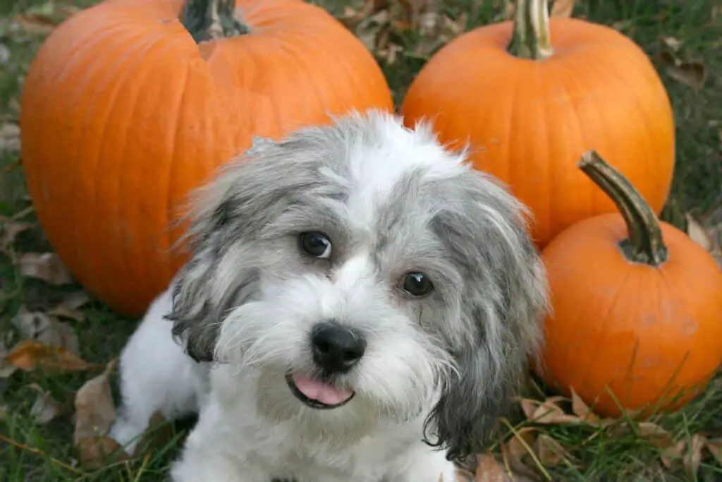 how-much-pumpkin-for-dog-diarrhea