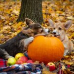 How Much Pumpkin For Dog Diarrhea?