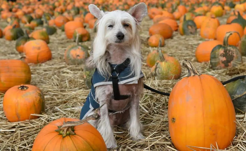 how do you treat constipation in dogs pumpkin