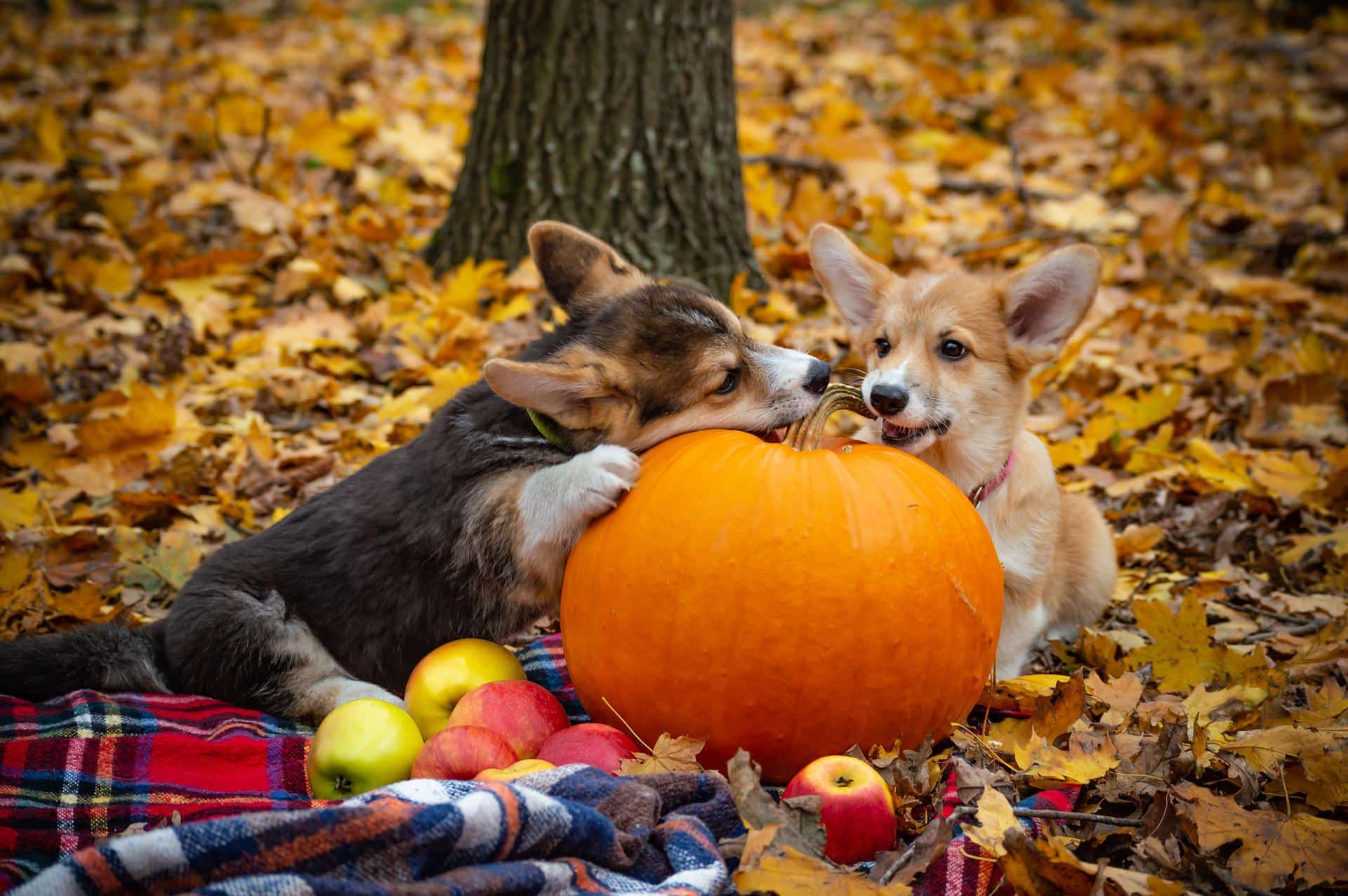 How Much Pumpkin To Give Dog With Upset Tummy