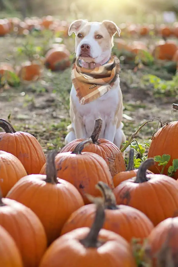 how do you treat constipation in dogs pumpkin