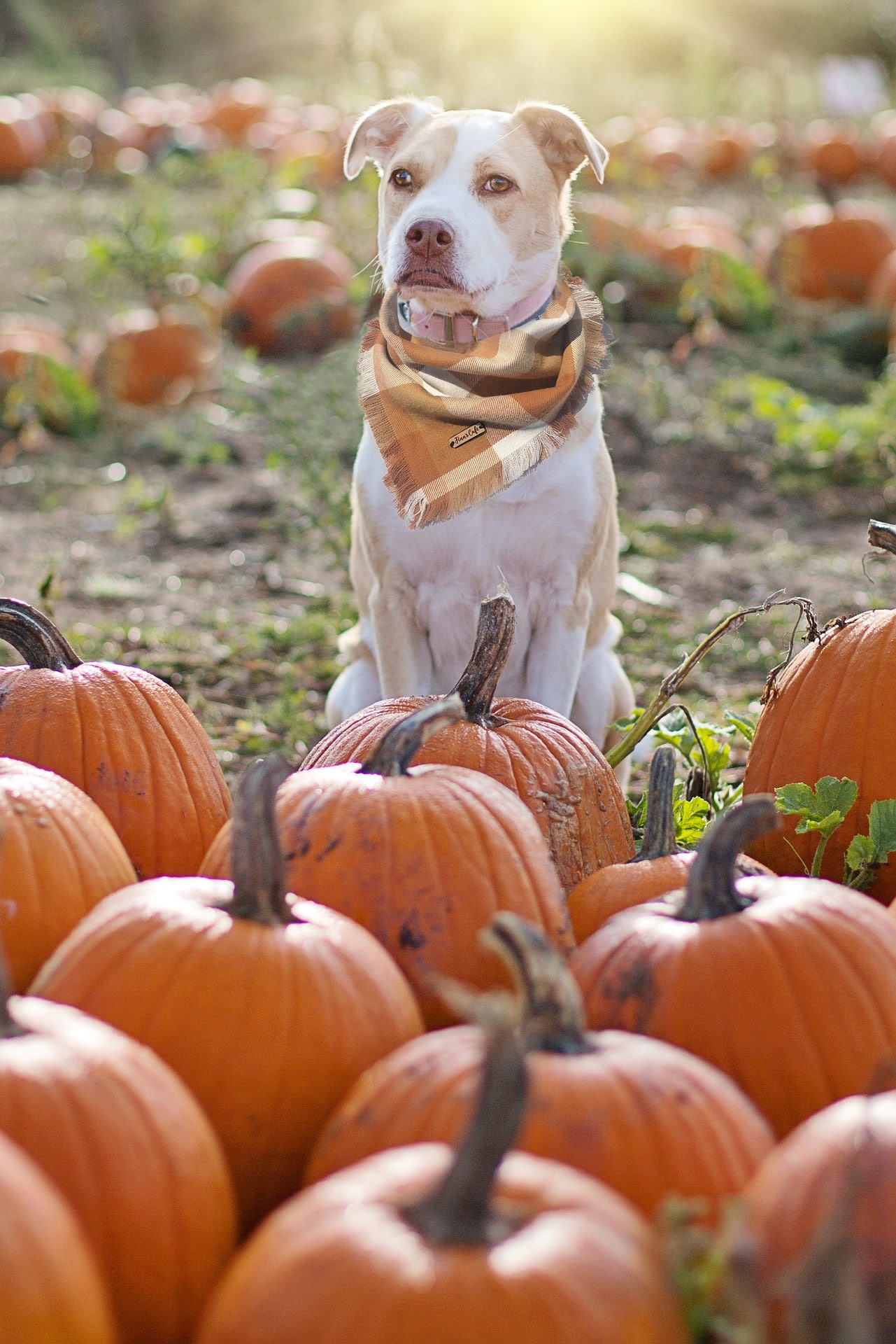 how-much-pumpkin-should-i-give-my-dog-for-constipation