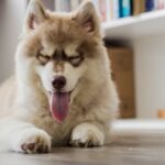 Why Your Husky Growls And How To Stop It ?
