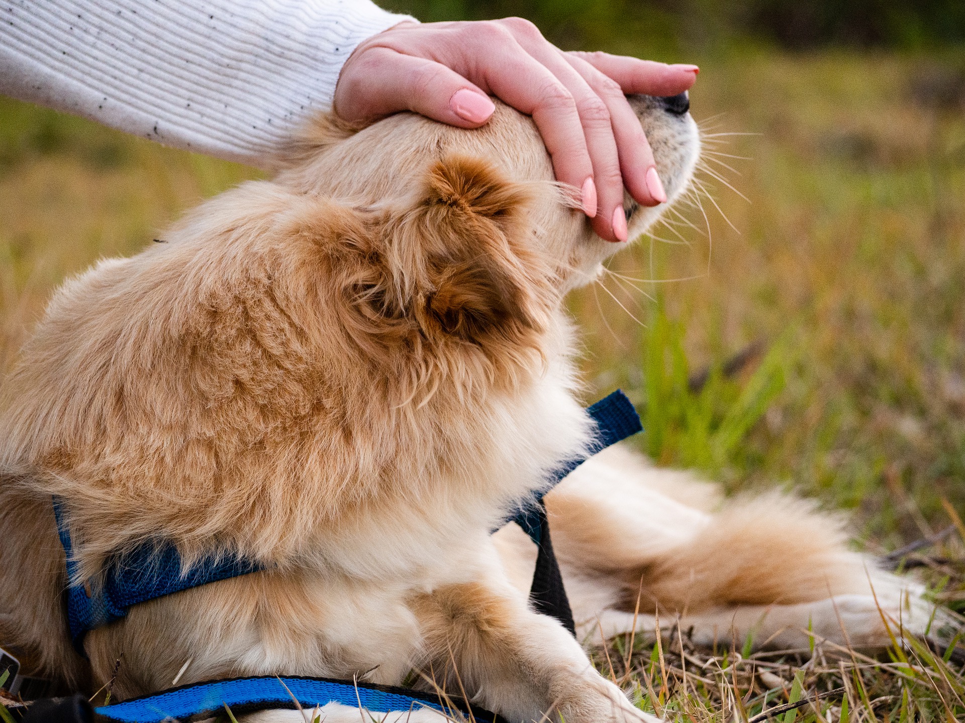 when can a dog swim after being spayed