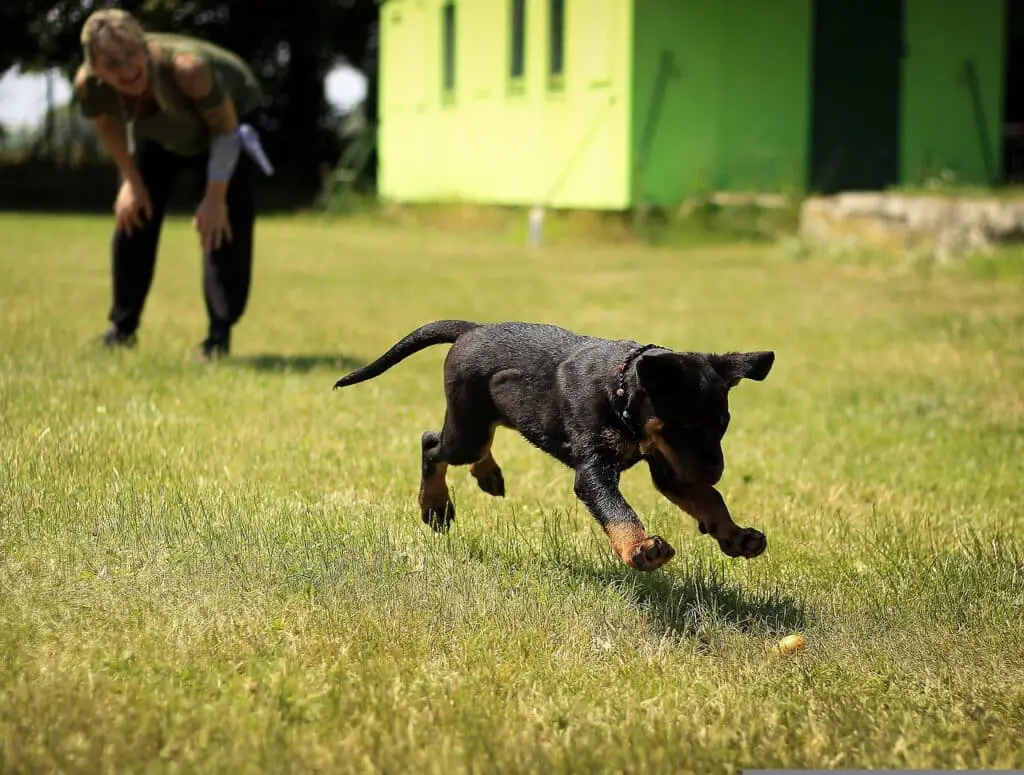 Rottweiler mixes