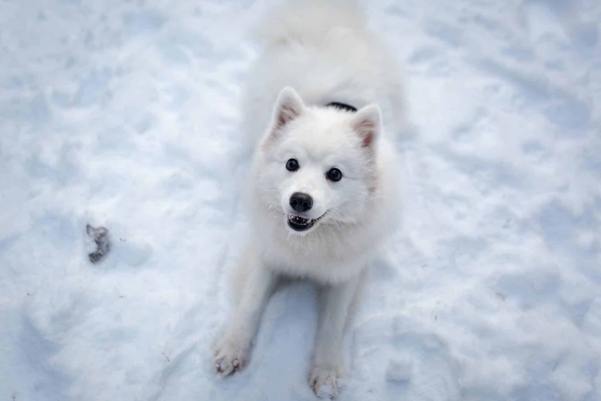 will smoked salmon hurt my dog